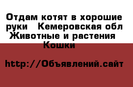 Отдам котят в хорошие руки - Кемеровская обл. Животные и растения » Кошки   